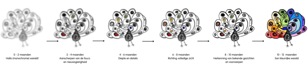 De verschillende fases van de visuele ontwikkeling van een baby.